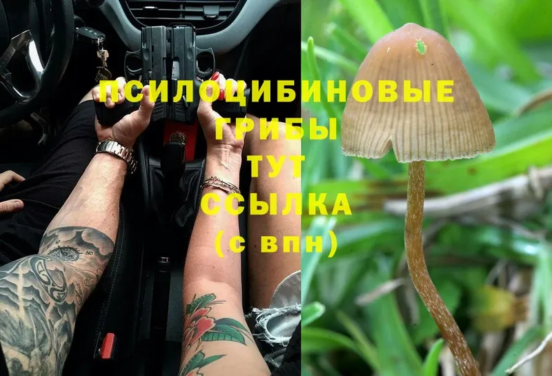 mega ссылки  Струнино  Псилоцибиновые грибы Magic Shrooms 